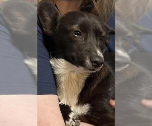 Cardigan Welsh Corgi-Unknown Mix Dogs for adoption in San Antonio, TX, USA