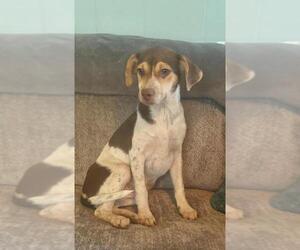 Beagle Dogs for adoption in Pawtucket, RI, USA