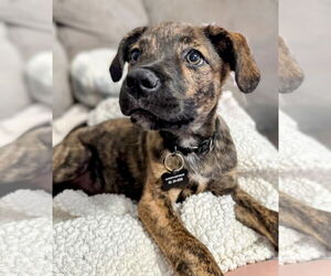 Mutt Dogs for adoption in Rockaway, NJ, USA