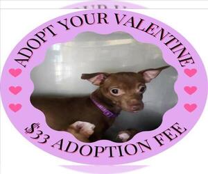 Chihuahua Dogs for adoption in Santa Cruz, CA, USA