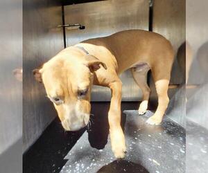 American Staffordshire Terrier-Unknown Mix Dogs for adoption in San Antonio, TX, USA