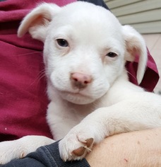 Medium Photo #1 Jack Russell Terrier-Labrador Retriever Mix Puppy For Sale in Baileyton, AL, USA