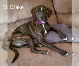 Plott Hound-Treeing Walker Coonhound Mix Dogs for adoption in Centreville, VA, USA