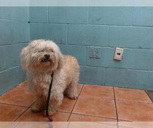 Lhasa Apso-Unknown Mix Dogs for adoption in Downey, CA, USA