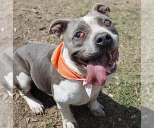 Bulldog-Unknown Mix Dogs for adoption in San Antonio, TX, USA