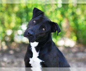 Labrador Retriever-Unknown Mix Dogs for adoption in Tavares, FL, USA
