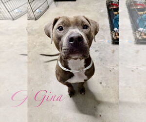 Staffordshire Bull Terrier-Unknown Mix Dogs for adoption in The Woodlands, TX, USA