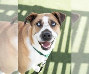Boxita Dogs for adoption in Salem, MA, USA