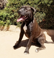Mastador Dogs for adoption in Albuquerque, NM, USA