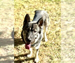 Gerberian Shepsky Dogs for adoption in Riverside, CA, USA