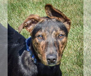 Catahoula Leopard Dog-German Shepherd Dog Mix Dogs for adoption in Huntley, IL, USA