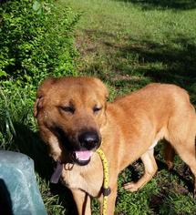 Black Mouth Cur-Labrador Retriever Mix Dogs for adoption in Jefferson, TX, USA
