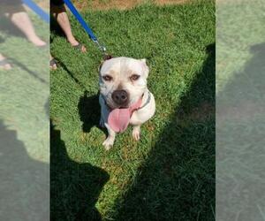 American Bulldog Dogs for adoption in Sterling, VA, USA