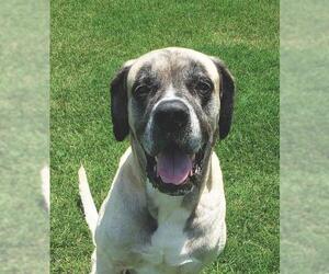 Mastiff Dogs for adoption in Edmond, OK, USA