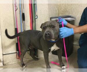 Mutt Dogs for adoption in Riverside, CA, USA