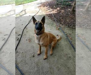 Mutt Dogs for adoption in Elk Grove, CA, USA