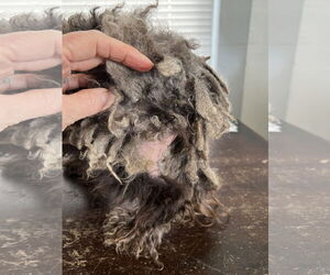 Poodle (Miniature)-Unknown Mix Dogs for adoption in Bellevue, WA, USA