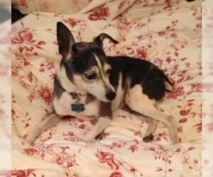 Rat Terrier Dogs for adoption in Battle Ground, WA, USA