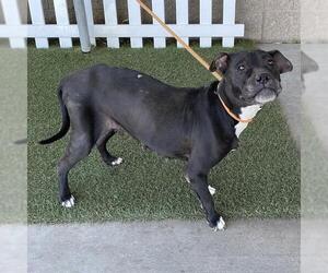 American Pit Bull Terrier Dogs for adoption in Modesto, CA, USA