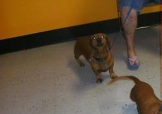 Medium Photo #1 Dachshund Puppy For Sale in Inverness, FL, USA