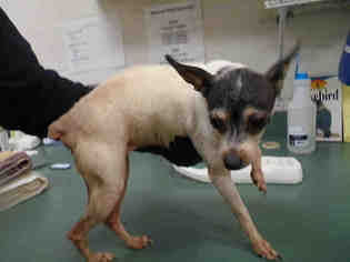 Rat Terrier Dogs for adoption in Edmond, OK, USA