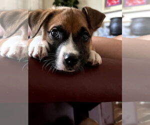 Boxer-Unknown Mix Dogs for adoption in Monterey, VA, USA