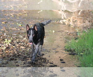 Mutt Dogs for adoption in Paso Robles, CA, USA