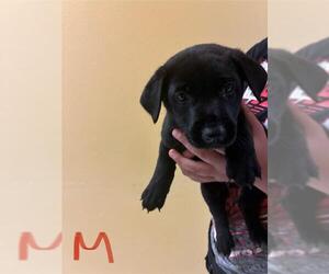Dachshund-Unknown Mix Dogs for adoption in Modesto, CA, USA