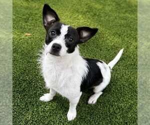 Mutt Dogs for adoption in Canton, CT, USA