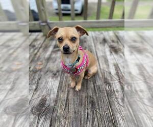 Chug Dogs for adoption in Rosenberg, TX, USA