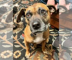 Anatolian Shepherd-Boxer Mix Dogs for adoption in San Jose, CA, USA