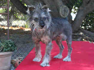 Miniature Schnauzer-Unknown Mix Dogs for adoption in Santa Barbara, CA, USA
