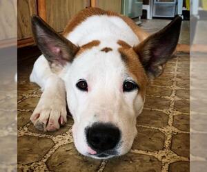 Basenji Dogs for adoption in Cottonwood, AZ, USA