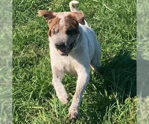 Chinese Shar-Pei Dogs for adoption in Potomac, MD, USA