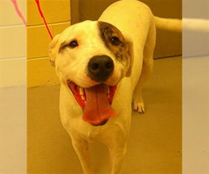 Mutt Dogs for adoption in Sanford, FL, USA