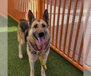 German Shepherd Dog-Unknown Mix Dogs for adoption in Las Vegas, NV, USA