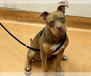 American Pit Bull Terrier-Unknown Mix Dogs for adoption in Martinez, CA, USA