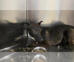 German Shepherd Dog-Unknown Mix Dogs for adoption in Riverside, CA, USA