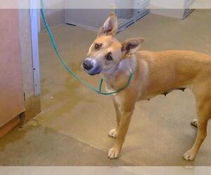 German Shepherd Dog-Unknown Mix Dogs for adoption in Sacramento, CA, USA