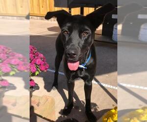 Shepradors Dogs for adoption in Walnutport, PA, USA