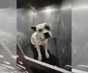 Bulldog-Unknown Mix Dogs for adoption in San Antonio, TX, USA