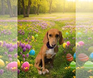 Redbone Coonhound Dogs for adoption in Sanderson, FL, USA