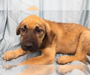 Mutt Dogs for adoption in Thief River Falls, MN, USA
