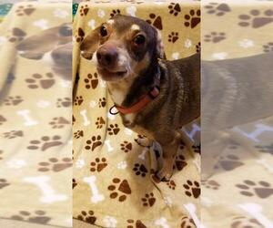 Chiweenie Dogs for adoption in Chester, NJ, USA