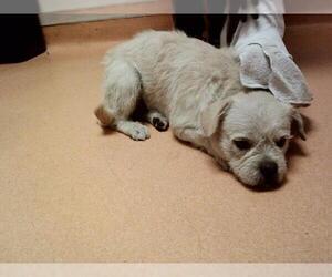 Mutt Dogs for adoption in Martinez, CA, USA