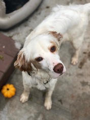English Setter Dogs for adoption in Albemarle, NC, USA