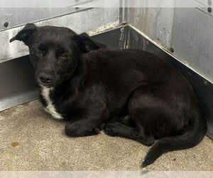 Chihuahua Dogs for adoption in San Bernardino, CA, USA