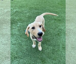 Labrador Retriever-Unknown Mix Dogs for adoption in Fort Worth, TX, USA