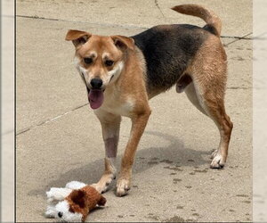 Beagle-German Shepherd Dog Mix Dogs for adoption in Aurora, IL, USA