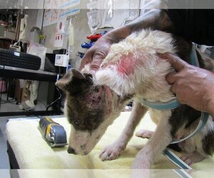 Labrador Retriever-Unknown Mix Dogs for adoption in San Diego, CA, USA